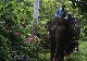 Pattaya Elephant Village.